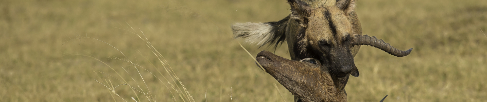 Machaba Botswana Okavango Delta Machaba Camp July Sightings Wild Dogs Banner