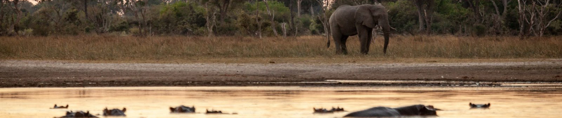 Machaba Camp   Botswana   Wildlife Stories   May 2022   River  Banner