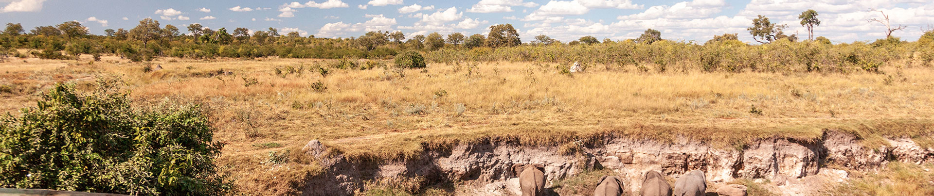 Zimbabwe Hwange Deteema Springs Sightings June 2021 Elephant Herd