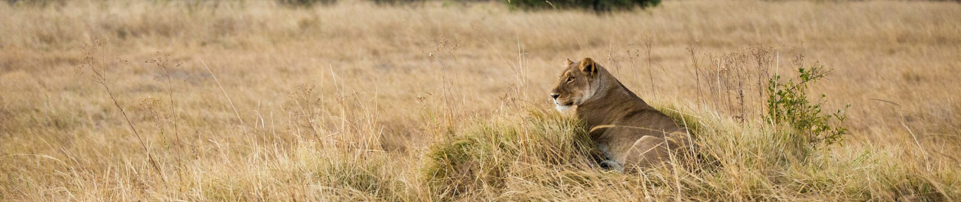 Machaba Botswana Okavango Delta Lion Sightings