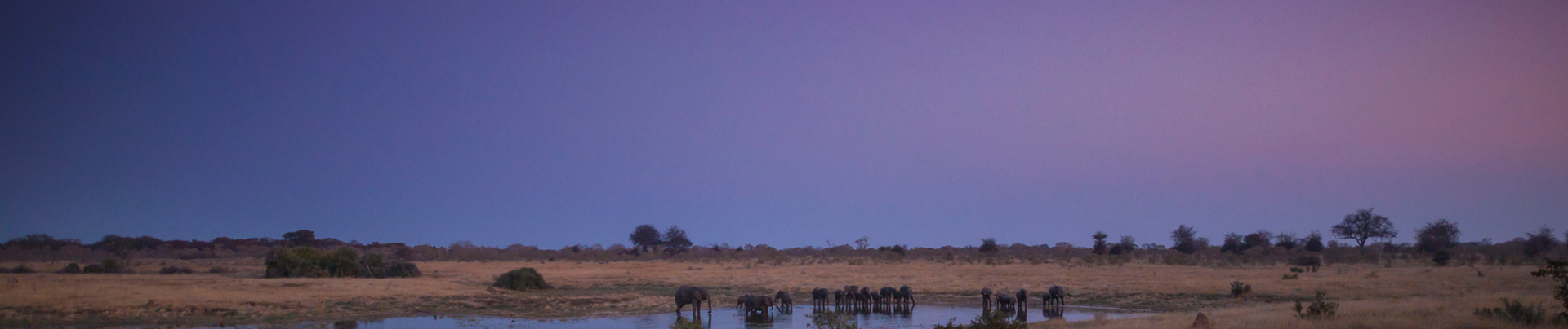 Machaba Hwange National Park Zimbabwe Zim Special 2021