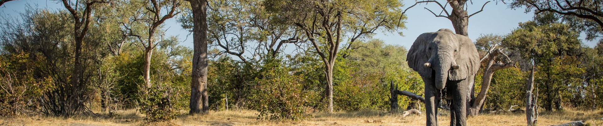Machaba Botswana Okavango Delta Little Machaba Camp River Elephant Sightings