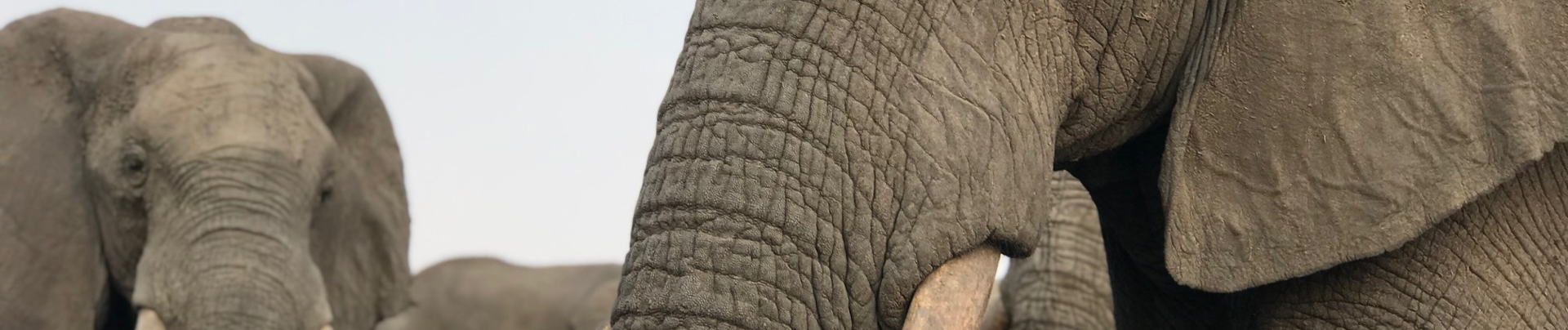 Machaba Botswana Okavango Delta September Sightings 2020 Elephants Banner