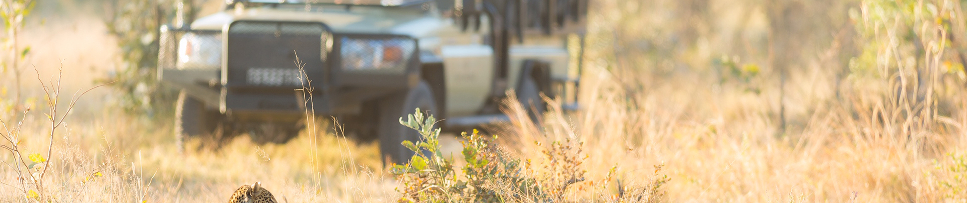 Botswana Okavango Delta Machaba Camp October Sighting 2020 Leopard