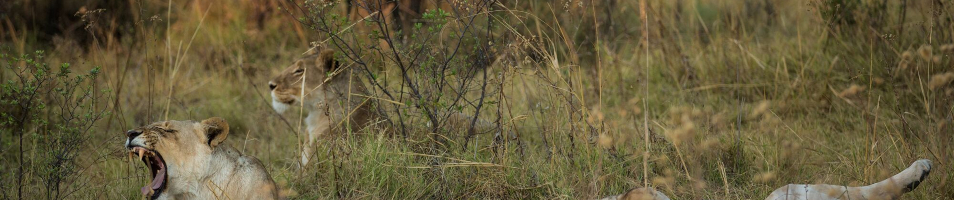 Machaba Camp Botswana Okavango Delta Lion Sightings