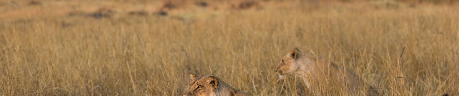 Machaba Botswana Okavango Delta Machaba Camp Sighting Lion Banner