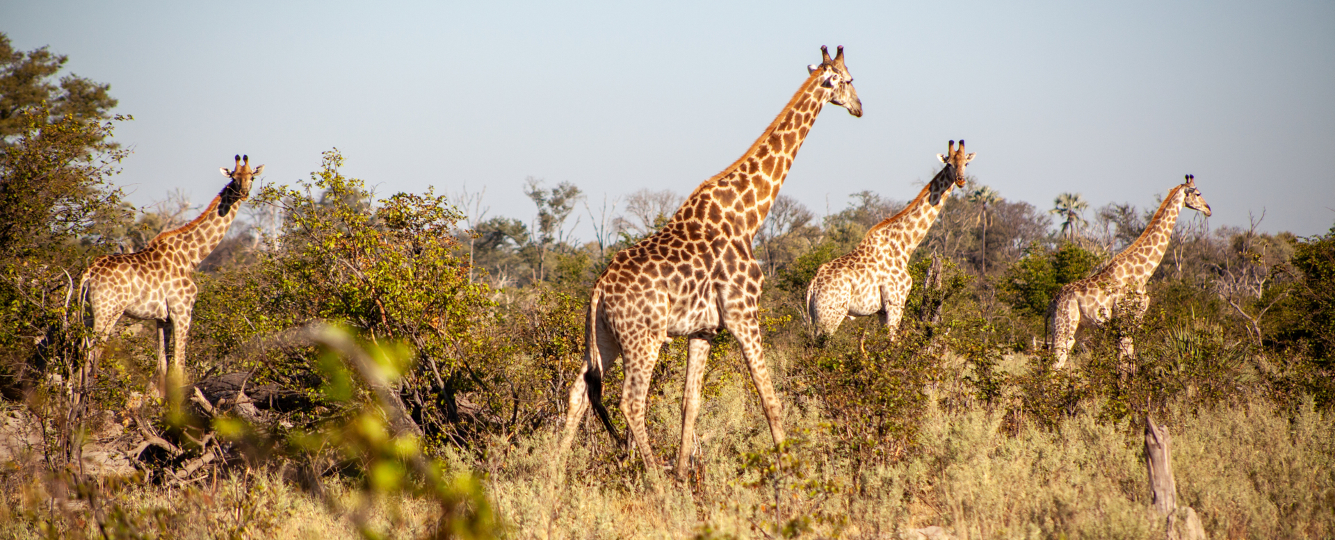 Machaba Gomoti Experience Safari Mvr 049