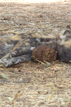 Machaba Botswana Chobe Ngoma Sighting July 2020 Wild Dogs