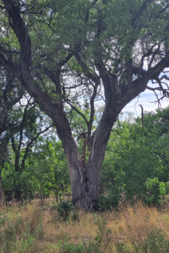 Botswana Kiri Camp Giraffe Behind Tree