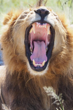 Botswana Gomoti Camp Okavango Delta Lion Roar