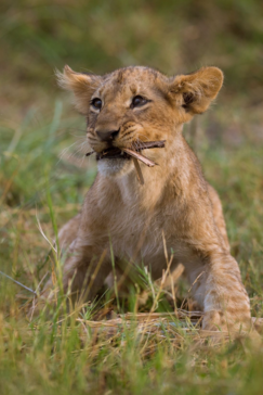 Botswana Machaba Camp Lion Cub