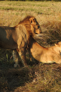 Machaba Safaris   Zimbabwe   Hwange National Park   Deteema Springs   Wildlife Sightings   June 2022   Lioness Exhibiting Her Backside