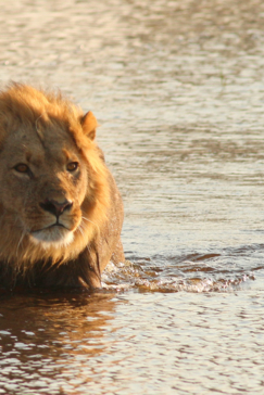 Machaba Botswana Okavango Delta Gomoti Plains Camp Lion Sightings August 2018