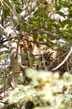 Machaba Zimbabwe Ingwe Pan Sightings July 2020 Leopard