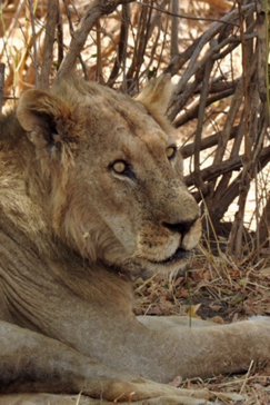 Machaba Zimbabwe Ingwe Pan Sightings July 2020 Lion