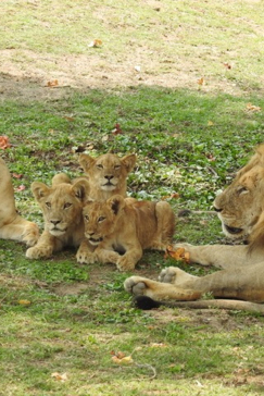 Zimbabwe Mana Pools Ingwe Pan September 2020 Pack Of Lions