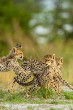 Machaba Safaris   Botswana   Okavango   Sahun Malan   Cheetah Cubs Playing