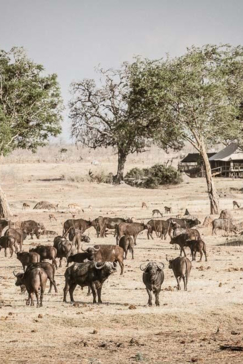 Machaba Safaris Zimbabwe Hwange Deteema Springs Buffalo Herd