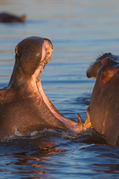 Machaba Botswana Okavango Delta Gomoti Plains Camp Hippos Sightings Report August 2019