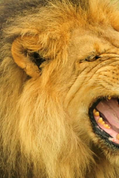 Zimbabwe Hwange National Park Deteema Springs Camp Wildlife Sightings December 2020 Lion Male Roar