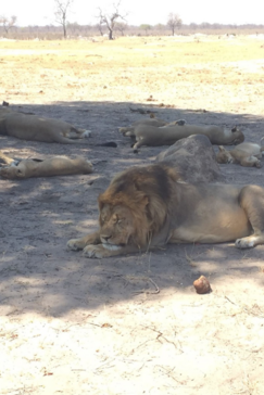 Machaba Zimbabwe Hwange Verneys Camp Lions September October 2019