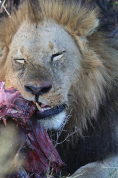 Machaba Safaris   Botswana   Okavango Delta   Gomoti Plains   Male Lion Eating