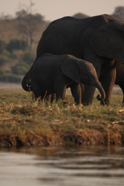 Machaba Botswana Chobe Ngoma Safari Lodge Elephants Sightings September 2019