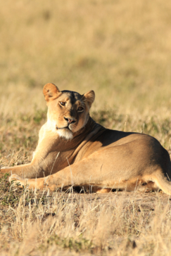 Verneys Zimbabwe May Wildlife Sighting Report  Lioness