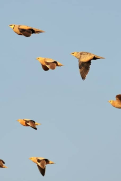 Machaba Zimbabwe Hwange Deteema August Sightings 2020 Birds Gallery