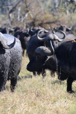 Machaba Botswana Okavango Delta Gomoti Plains Camp Buffalos 2 Sightings July 2018