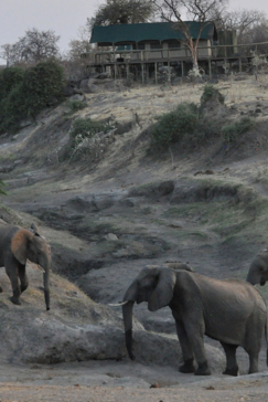 Zimbabwe Hwange Deteema Springs Wildlife Sightings September 2020 Elephants