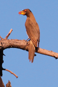 Machaba Botswana Okavango Delta Gomoti Plains Camp Birds Sightings November 2017