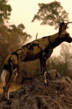 Machaba Camp Botswana Okavango Delta Little Machaba Camp Wild Dog Sightings September 2017