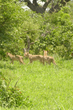 Machaba Zimbabwe Deteema Springs Sighting February 2020 Gallery Cubs