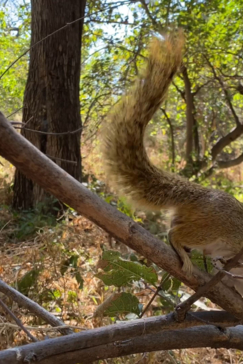 Machaba Botswana On Safari Nala Tree Squirrel Gallery
