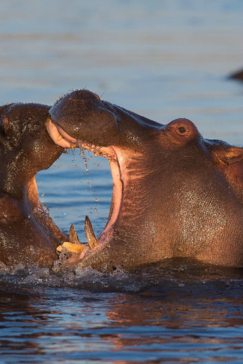 Machaba Camp Botswana Okavango Delta Little Machaba Camp Hippos Sightings February 2019