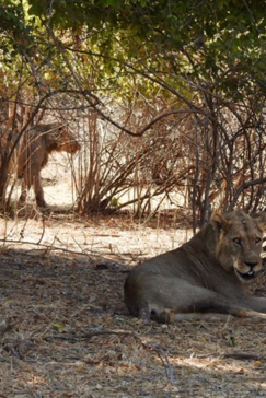 Machaba Zimbabwe Ingwe Pan Sightings July 2020 Pride