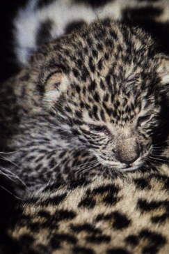 Machaba Camp Botswana Okavango Delta Little Machaba Camp Leopard Cub Sightings August 2019