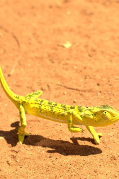 Machaba Zimbabwe Hwange Deteema August Sightings 2020 Reptile