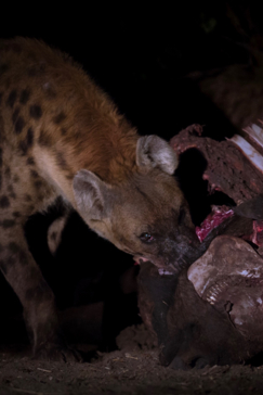 Machaba Camp Botswana Okavango Delta Little Machaba Camp Wild Dog Sightings July 2019