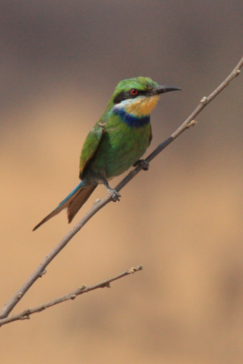 Machaba Zimbabwe Hwange Verneys Camp Sighting February 2020 Gallery Birdy