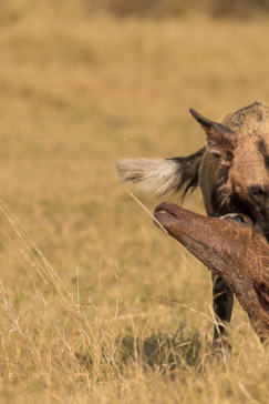 Machaba Camp Botswana Okavango Delta Little Machaba Camp Wilddog Sightings August 2018