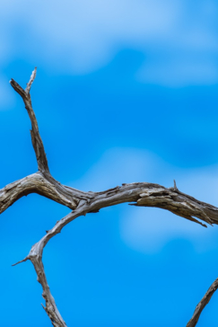 Machaba Botswana Okavango Delta Machaba Camp July Sightings Bird