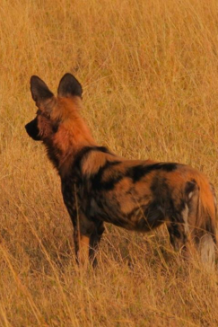 Botswana Gomoti Plains Wild Dog