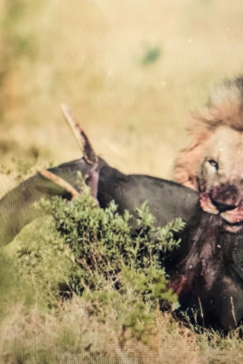 Machaba Camp Botswana Okavango Delta Little Machaba Camp Lion 1 Sightings November 2018