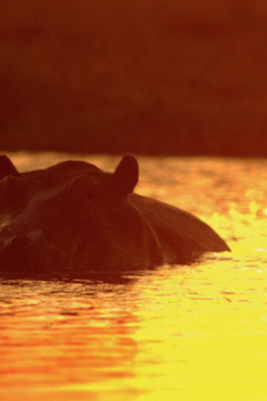 Machaba Botswana Okavango Delta Machaba Hippo Sightings May 2017