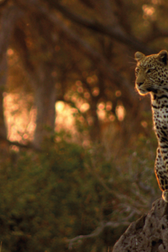 Machaba Camp Botswana Okavango Delta Little Machaba Camp Leopard Sightings September 2017