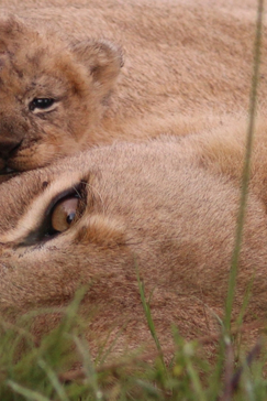Machaba Botswana Okavango Delta Gomoti Plains Camp Lion Cub 1 Sightings February 2018