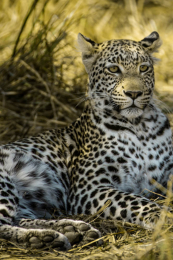 Botswana Okavango Delta Gomoti Camp Sightings May 2021 Leopard Female
