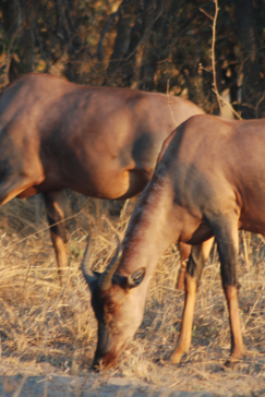 Machaba Botswana Okavango Delta Machaba Camp Antilop